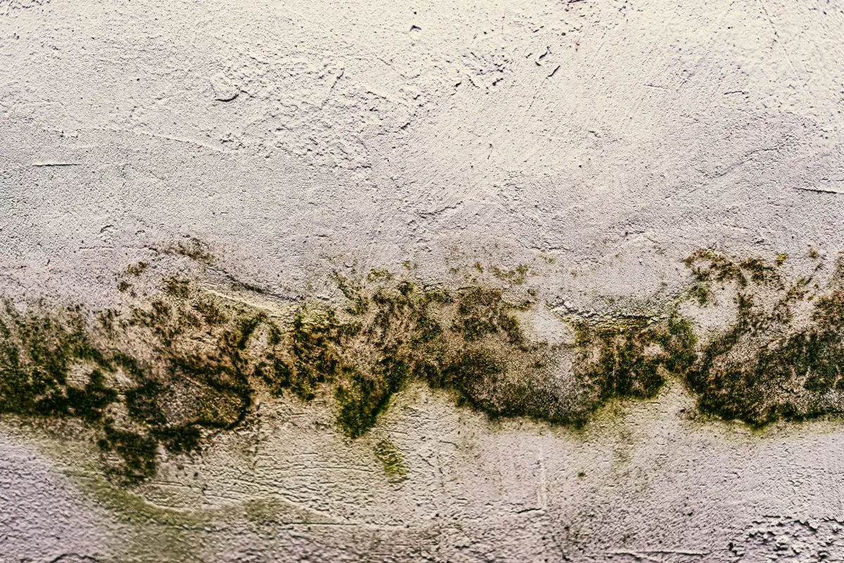 Miceti lievitiformi: ecco cosa sono e come riconoscerli