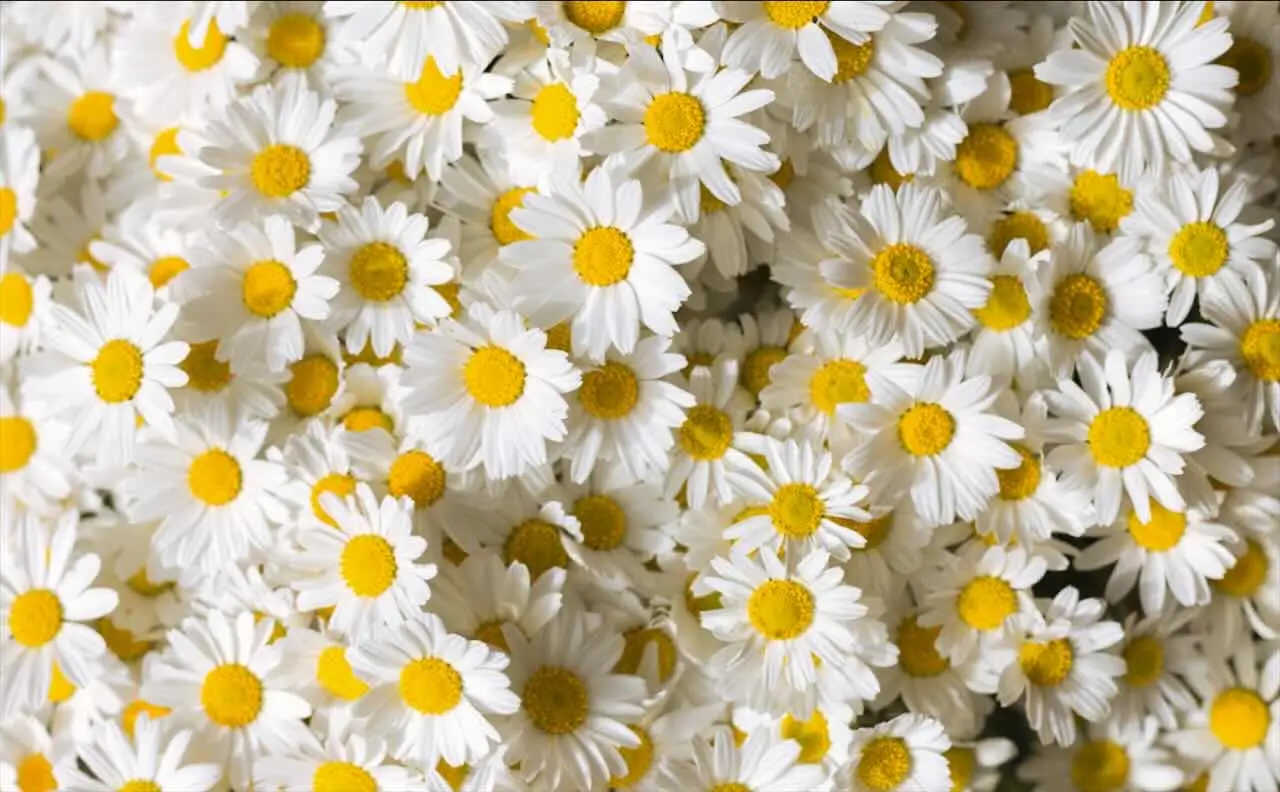 Ecco quando potare la margherita: il trucco facile per una fioritura continua