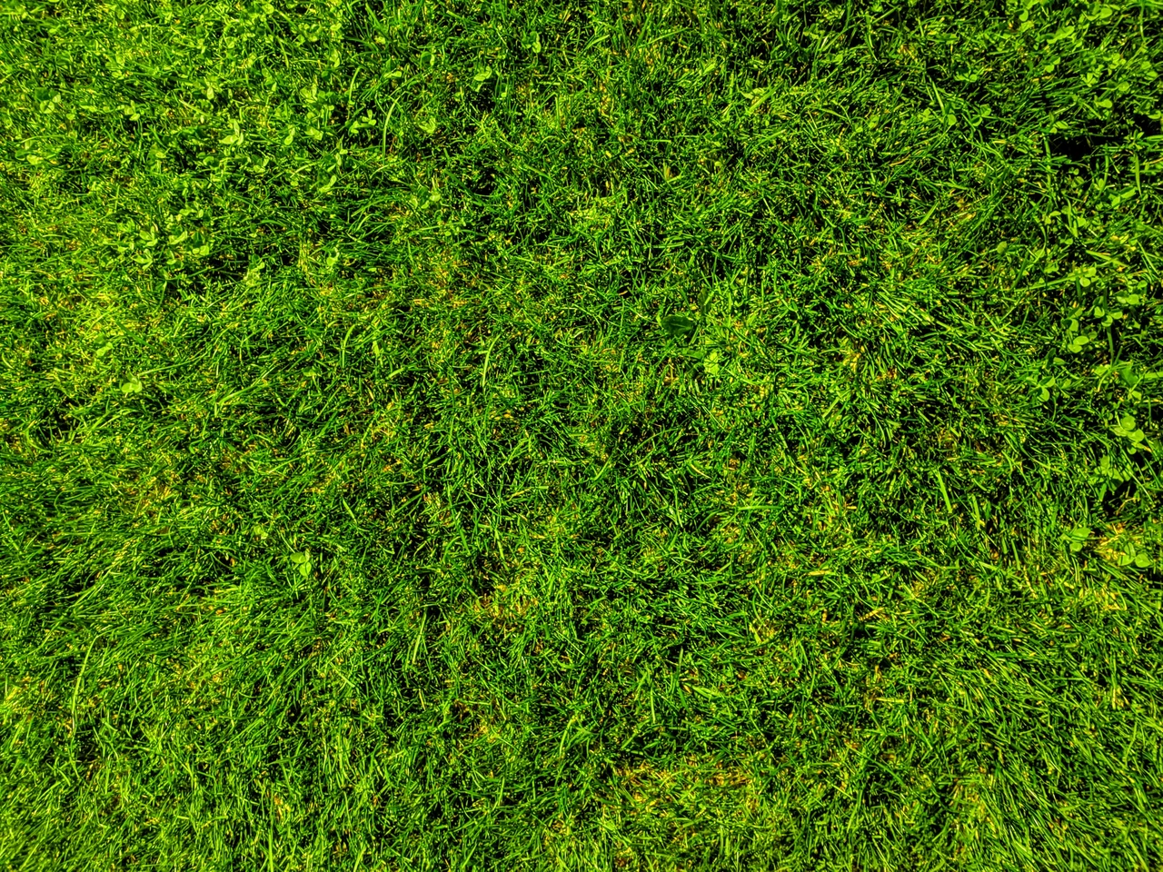 Non arieggiare il prato in questo periodo: lo distruggi! Ecco il momento giusto per la gramigna