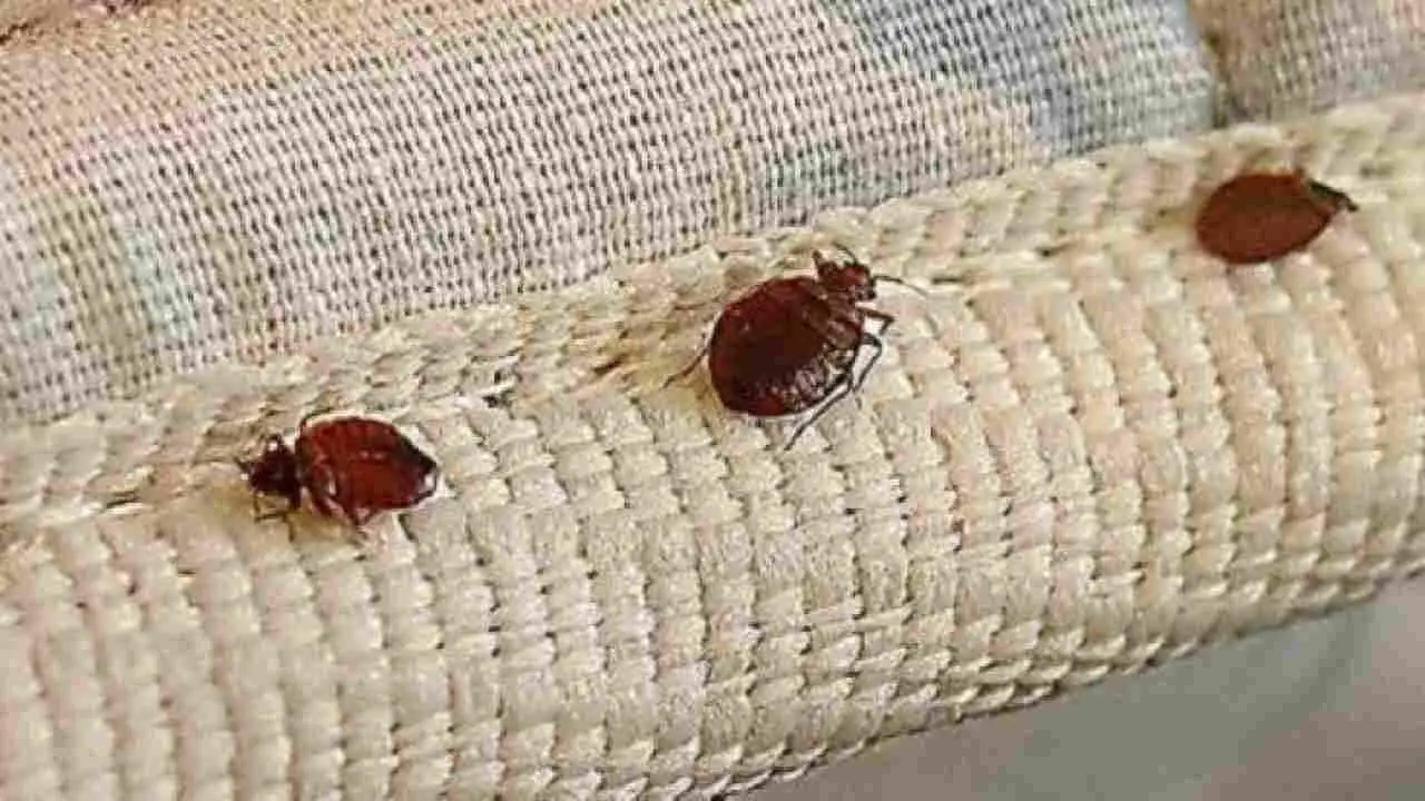 Allarme scarafaggi in casa? Ecco la soluzione immediata da mettere sotto la porta