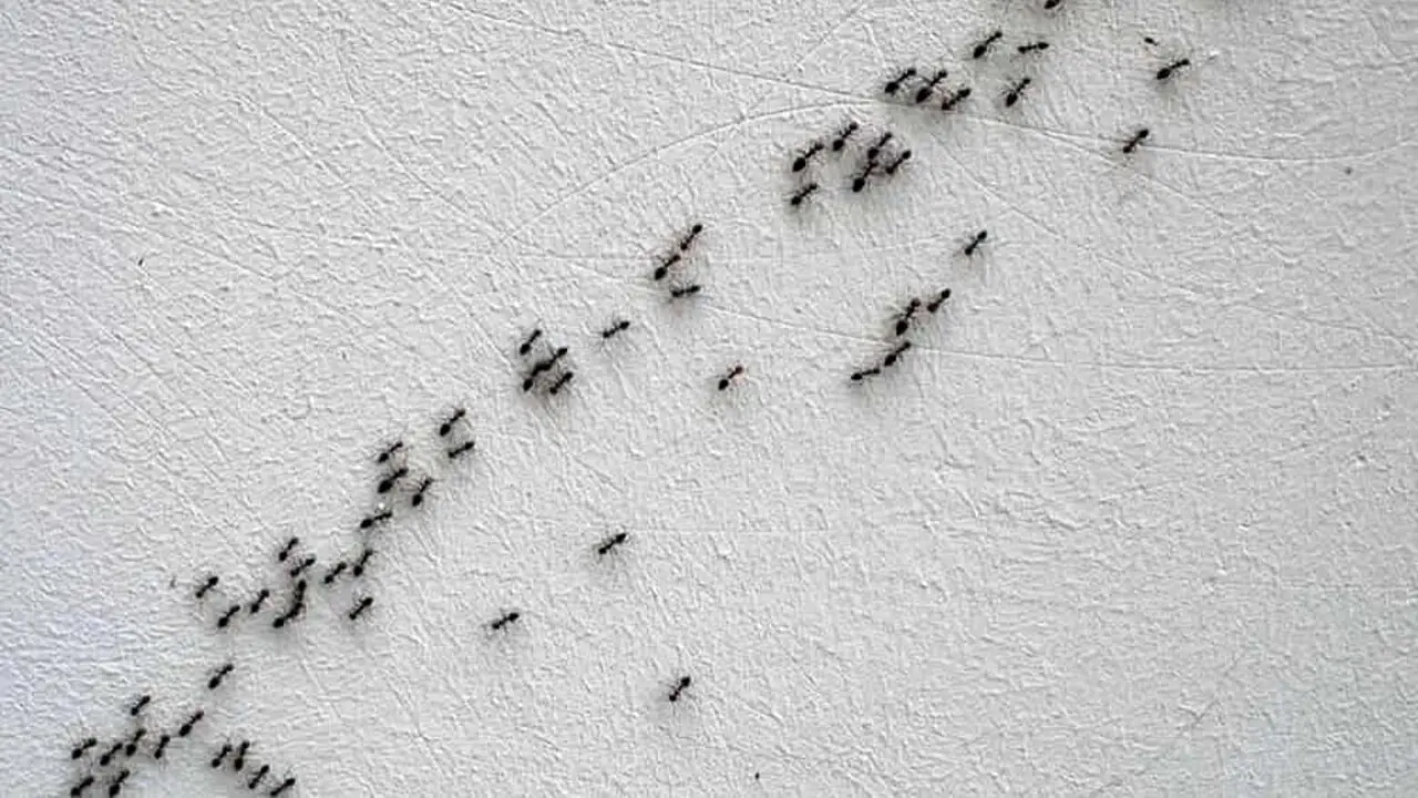 Vedi questi insetti camminare sui muri di notte? Ecco cosa sono e come eliminarli