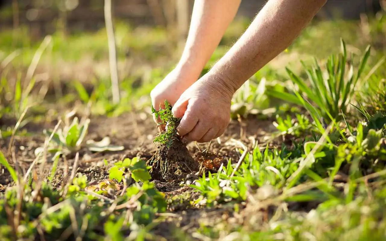 Non strappare il prato in questo modo: ecco il trucco per rimuovere il manto erboso senza fatica