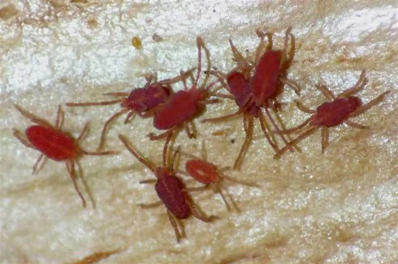 Le tue piante hanno questi puntini minuscoli? Attenzione agli acari: ecco come salvarle